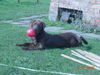 Labrador Retriever Foto: Eny 4 Monate (ID 30146) Labrador Retriever Hund