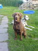 Labrador Retriever Foto: Eny & Gina (ID 33348) Labrador Retriever Hund