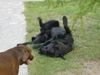 Labrador Retriever Hund