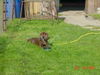 Labrador Retriever Foto: Eny 3 Monate (ID 30145) Labrador Retriever Hund
