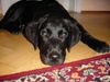 Labrador Retriever Foto: Frederik: (ID 8174) Labrador Retriever Hund