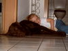 Labrador Retriever Foto: Kann man mal in RUHE pennen ?????? (ID 36460) Labrador Retriever Hund