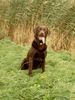 Labrador Retriever Foto: ...ein toller Tag an der Elbe ... (ID 36467) Labrador Retriever Hund