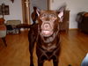 Labrador Retriever Foto: ... immer zu spässchen aufgelegt , Labrador eben (ID 36461) Labrador Retriever Hund