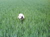 Labrador Retriever Foto: Otto goes biological food (ID 41971) Labrador Retriever Hund