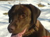 Labrador Retriever Foto: tolles Halsband von ebay (ID 29611) Labrador Retriever Hund