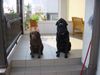 Labrador Retriever Hund