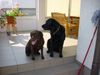 Labrador Retriever Hund