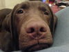 Labrador Retriever Foto: Henry, unser Charmeur (ID 28707) Labrador Retriever Hund