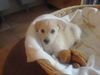 Labrador Retriever Foto: emmas erster tag zuhause (ID 40073) Labrador Retriever Hund