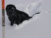 Labrador Retriever Foto: Freddy im Schnee (ID 10074) Labrador Retriever Hund