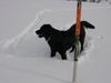 Labrador Retriever Foto: Freddy im Schnee (ID 10073) Labrador Retriever Hund