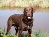 Labrador Retriever Foto: Usko ganz verträumt .... (ID 38105) Labrador Retriever Hund