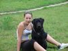 Labrador Retriever Hund