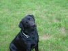 Labrador Retriever Hund
