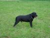 Labrador Retriever Hund