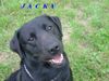 Labrador Retriever Hund