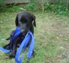 Labrador Retriever Hund