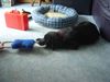 Labrador Retriever Hund