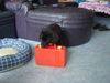 Labrador Retriever Hund