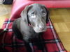 Labrador Retriever Foto: Unser kleiner Gismo (ID 41362) Labrador Retriever Hund