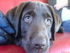 Labrador Retriever Foto: Mal wieder unser Schatz Gismo :o)) (ID 41389) Labrador Retriever Hund