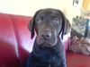 Labrador Retriever Foto: Unser kleiner Gismo 2 (ID 41363) Labrador Retriever Hund