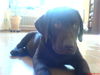 Labrador Retriever Foto: Gismo mit (ID 41390) Labrador Retriever Hund