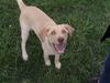 Labrador Retriever Hund