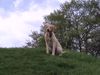 Labrador Retriever Hund