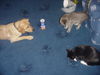 Labrador Retriever Foto: Sunny beim spielen mit den Katzen (ID 29387) Labrador Retriever Hund
