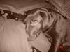 Labrador Retriever Foto: Lass mich schlafen... (ID 9825) Labrador Retriever Hund