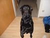 Labrador Retriever Hund
