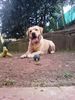 Labrador Retriever Foto: der rocketdog (ID 41558) Labrador Retriever Hund