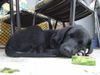 Labrador Retriever Hund