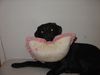 Labrador Retriever Foto: Meinen Polster hab ich immer mit dabei..sorgar in fauchens bettchen (Jacky) (ID 17439) Labrador Retriever Hund