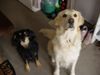 Labrador Retriever Foto: Meine Hunde Benny und Max (v.l) (ID 7144) Labrador Retriever Hund