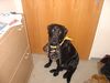 Labrador Retriever Foto: Wollten wir nicht schon längst gassi gehen?? (Jacky) (ID 17521) Labrador Retriever Hund