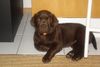 Labrador Retriever Hund