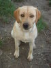 Labrador Retriever Foto: Schwimmen!!! (ID 30323) Labrador Retriever Hund