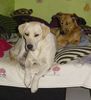 Labrador Retriever Hund