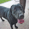 Labrador Retriever Foto: JAGA (ID 41713) Labrador Retriever Hund