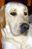 Labrador Retriever Foto: immer cool (ID 7904) Labrador Retriever Hund