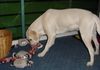 Labrador Retriever Hund