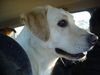 Labrador Retriever Hund