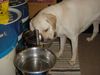 Labrador Retriever Foto: Lady putzt die Schüsseln sauber,könnt ja noch was drinn sein..... (ID 22888) Labrador Retriever Hund