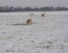 Labrador Retriever Foto: Lady im Schnee mit Natalie & Yeannie (ID 22884) Labrador Retriever Hund