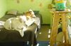 Labrador Retriever Foto: Lady + Natalie beobachten die Nachbarn (ID 22887) Labrador Retriever Hund