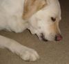 Labrador Retriever Hund