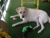 Labrador Retriever Foto: Lady mit ihrem (ID 22892) Labrador Retriever Hund